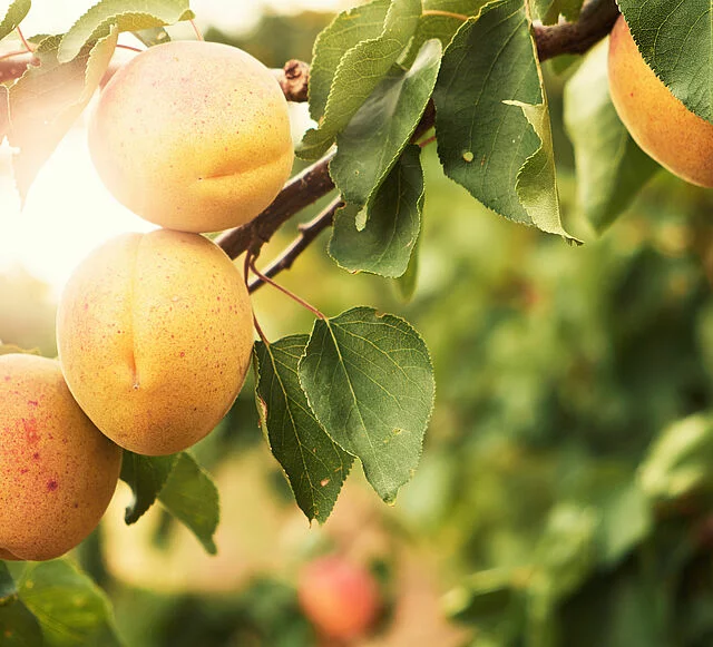 Sunlit apricots ripening on the branch in an orchard